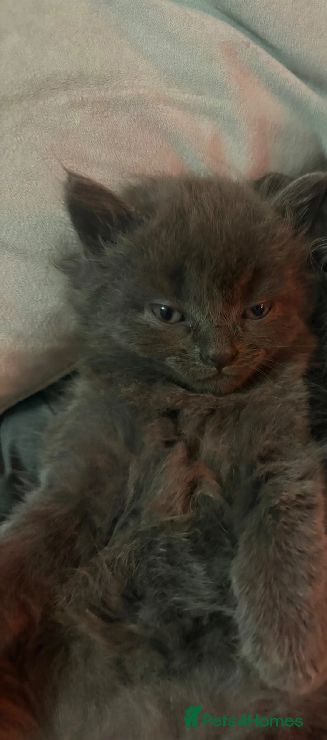 Mixed Breed cats for sale: grey fluffy little boy  in Guildford - Advert 1