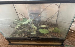 Stick Insects invertebrates for sale: Stick insects and a black and red millipede  - Image 4
