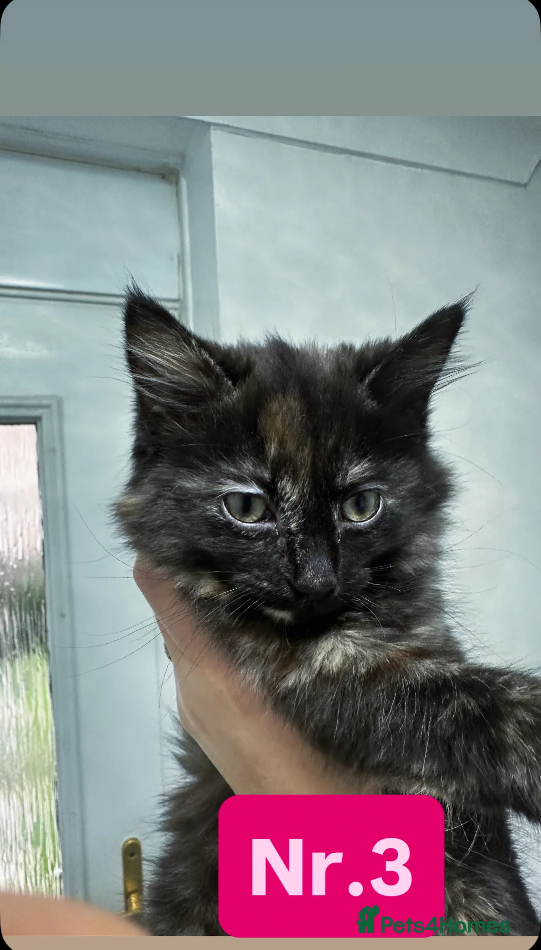 Maine Coon cats for sale: Adorable Half-Maine Coon Kittens - Advert 6