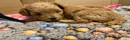 Maltipoo dogs for sale: Beautiful  Maltipoo puppies 🥰 - Advert 13