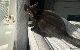 Domestic Shorthair cats for sale: Amazingly Tame, Beautiful Female Kittens  - Image 13