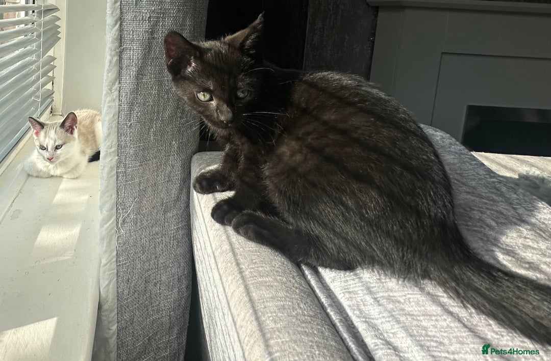 Domestic Shorthair cats for sale: Amazingly Tame, Beautiful Female Kittens  - Image 13