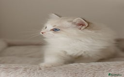 Ragdoll cats for sale: Amazing Ragdoll kittens - Image 29