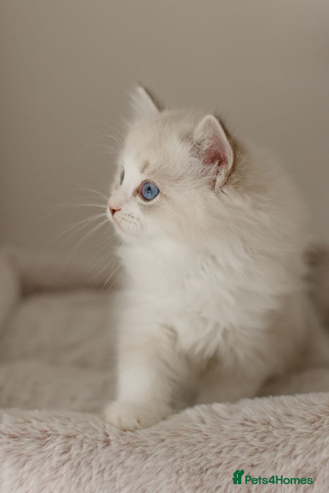 Ragdoll cats for sale: Amazing Ragdoll kittens - Image 29