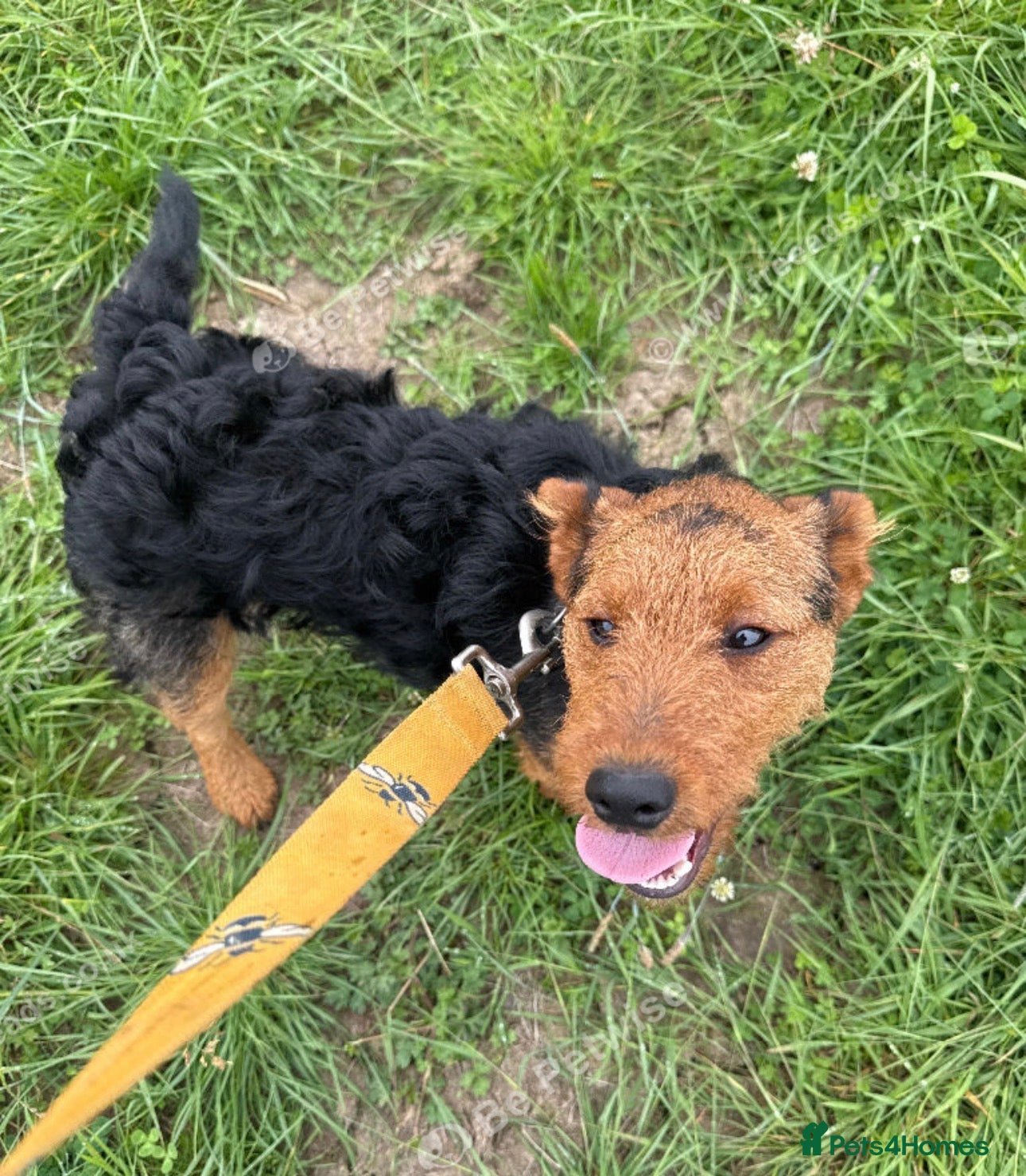 Patterdale Terrier dogs Looking for a new home due to my mum passing away  - Advert 6