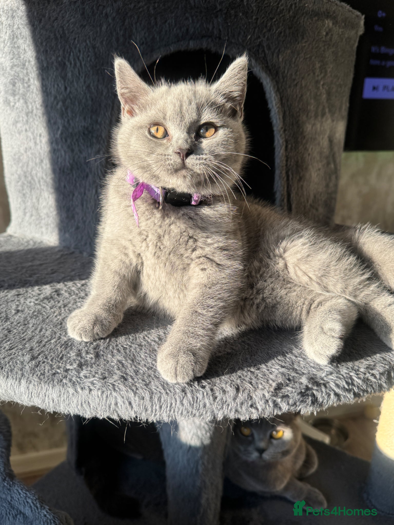 British Shorthair cats for sale: Beautiful British shorthair kittens  - Advert 26