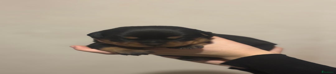 Orange Rottweiler Puppy 7