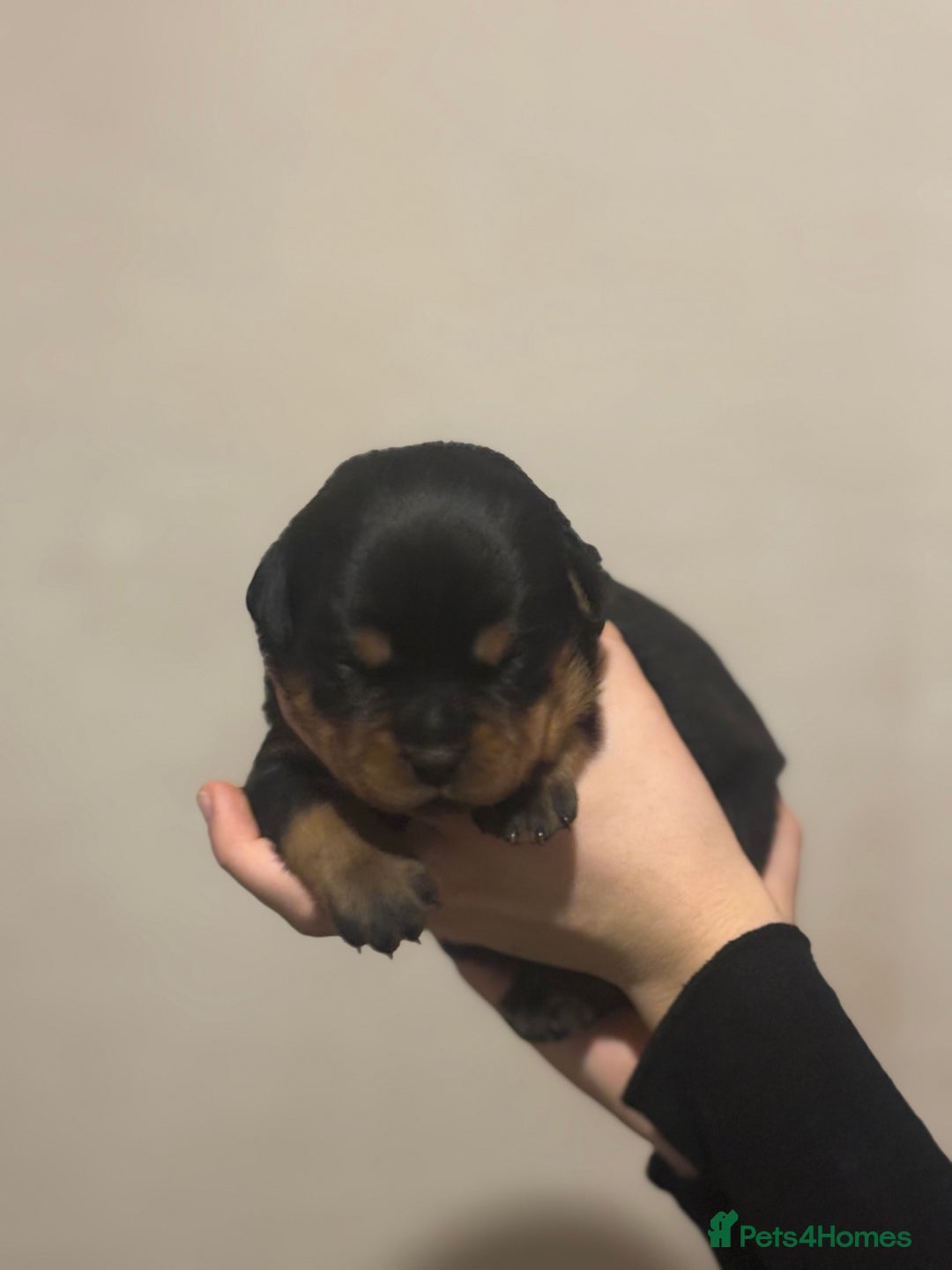 Rottweiler dogs for sale: Rottweiler puppies - Image 25