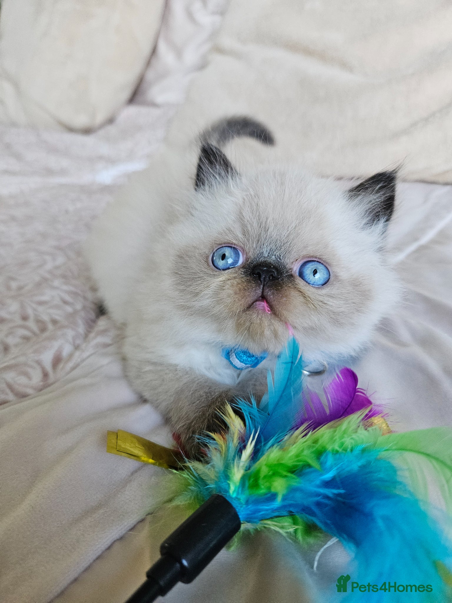 Persian cats 😻Stunning Pedigree Persian Kittens😻  - Advert 16