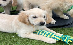 Golden Retriever dogs for sale: 🏆 Kc reg puppies health tested parents 🏆 - Image 7