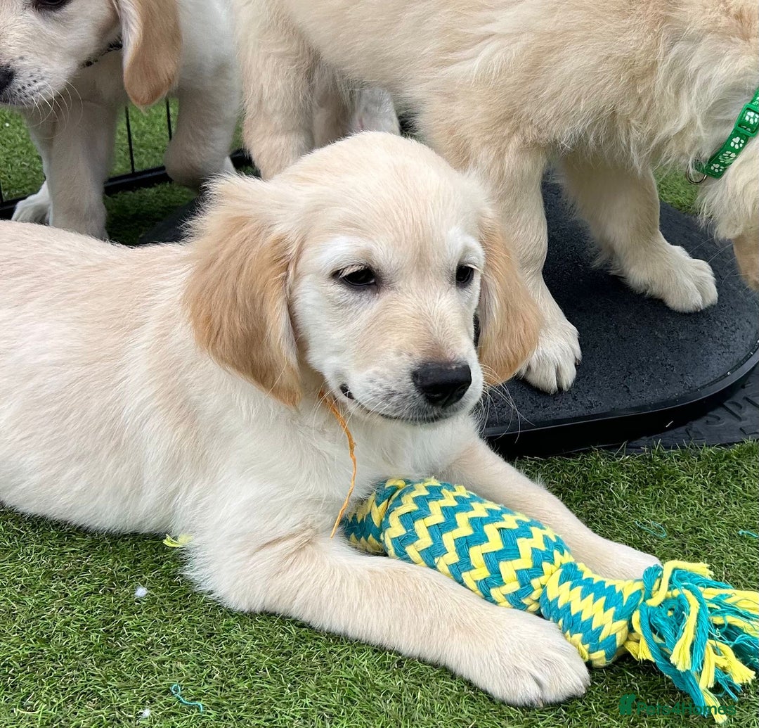 Golden Retriever dogs for sale: 🏆 Kc reg puppies health tested parents 🏆 - Image 7