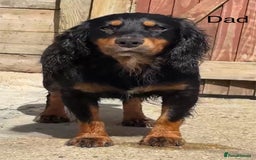 Cocker Spaniel dogs for sale: Working cocker spaniel puppies - Image 10