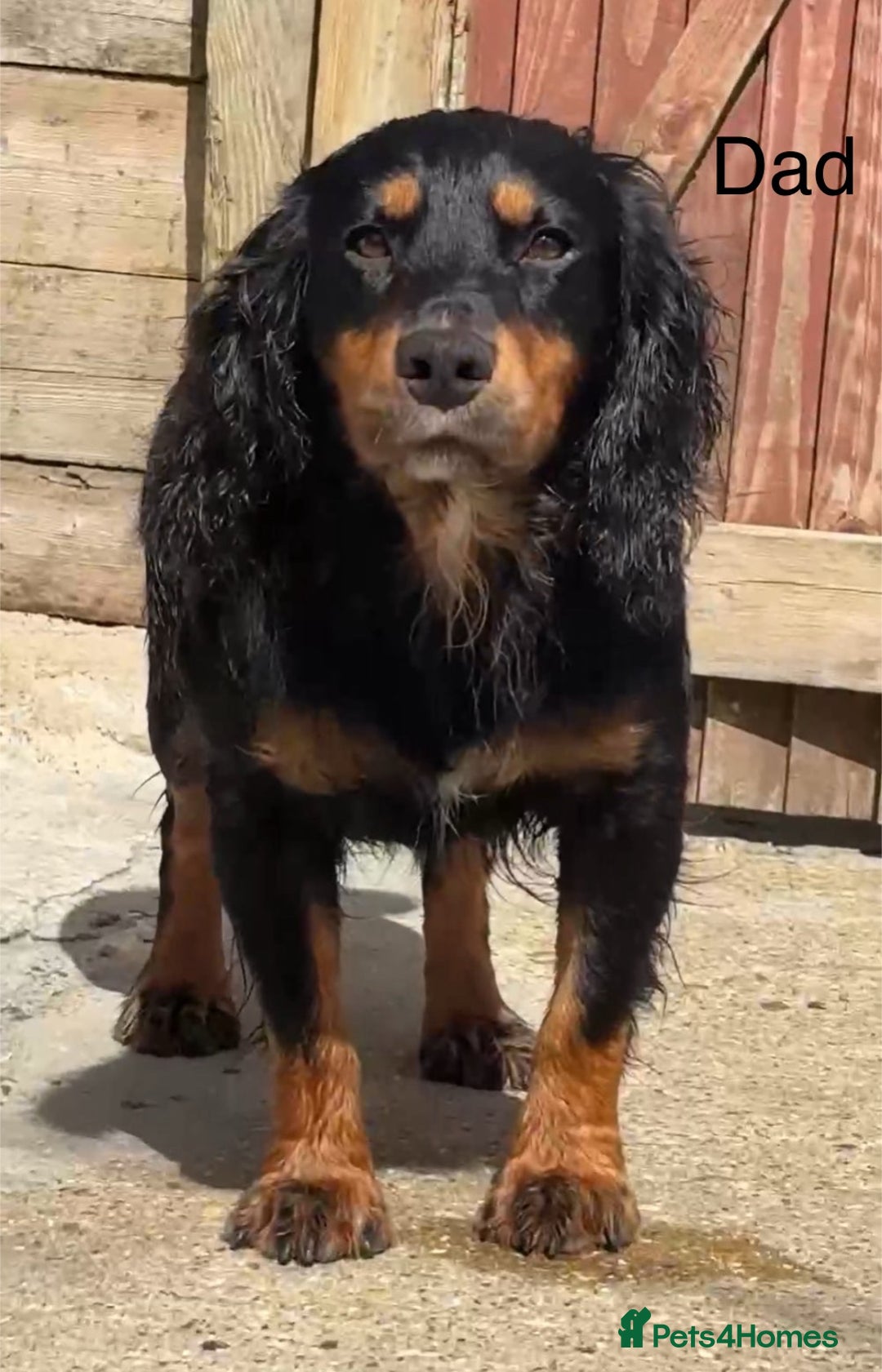Cocker Spaniel dogs for sale: Working cocker spaniel puppies - Image 10