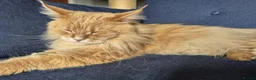 Maine Coon cats for sale: Maine coon GCCF registered - Advert 5