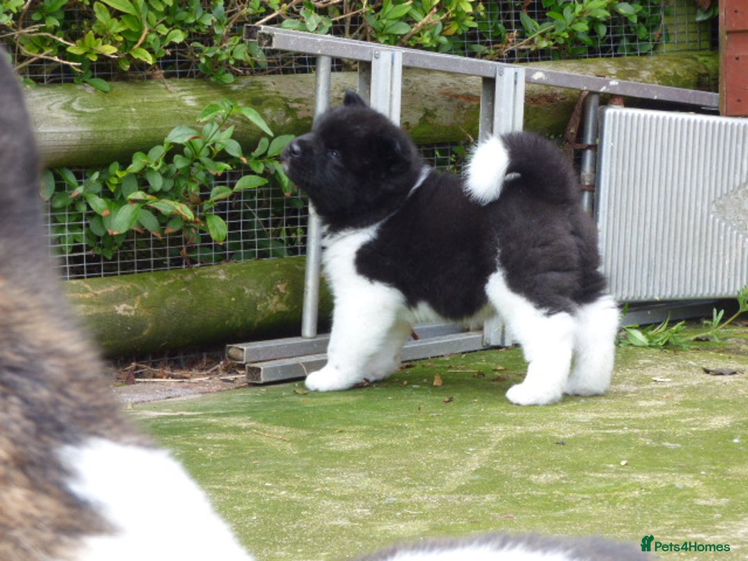 Akita dogs for sale: Quality Akita Babies (& KC Registered) - Image 10