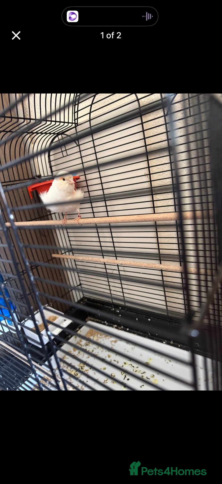 Canaries birds  Lovely Female Canary + Cage Set – 4  - Advert 3