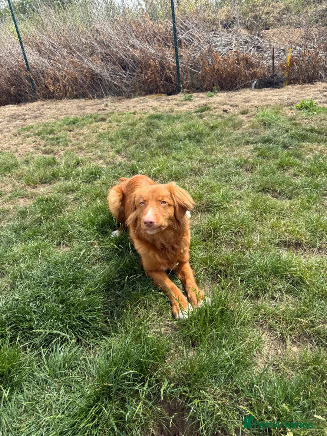 Nova Scotia Duck Tolling Retriever dogs for sale: Handsome kc registered Nova Scotia boy  - Advert 4