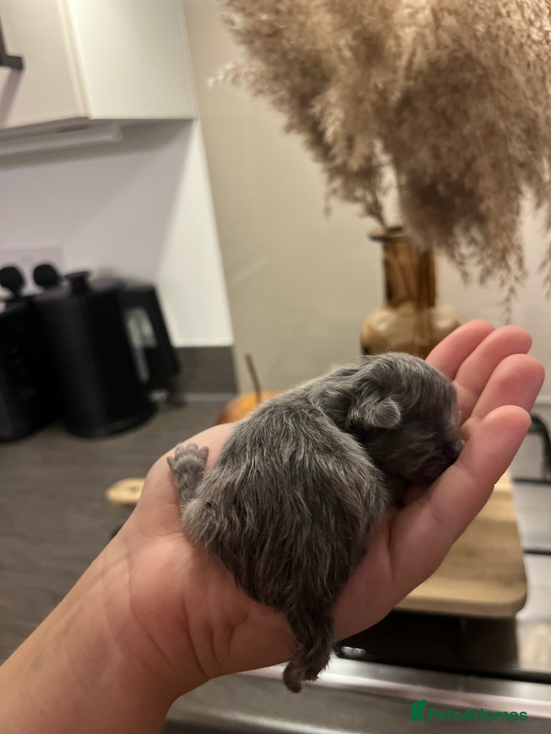 Persian cats for sale: Half Persian Kittens  - Image 2