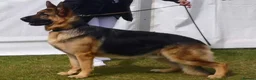 German Shepherd dogs for sale: Top Quality GSD (Alsatian) Pups For Sale - Advert 19