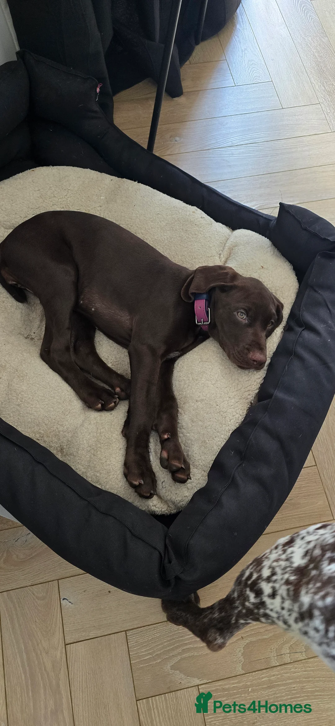 German Shorthaired Pointer dogs for sale: Rehoming our female GSP puppy, Cleo – 7 months old - Advert 3