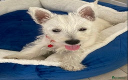 West Highland Terrier dogs for sale: Adorable WestHighland White Pups - Image 5