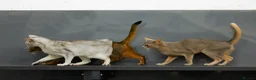 Abyssinian cats for sale: Marvellous Margot - Advert 15