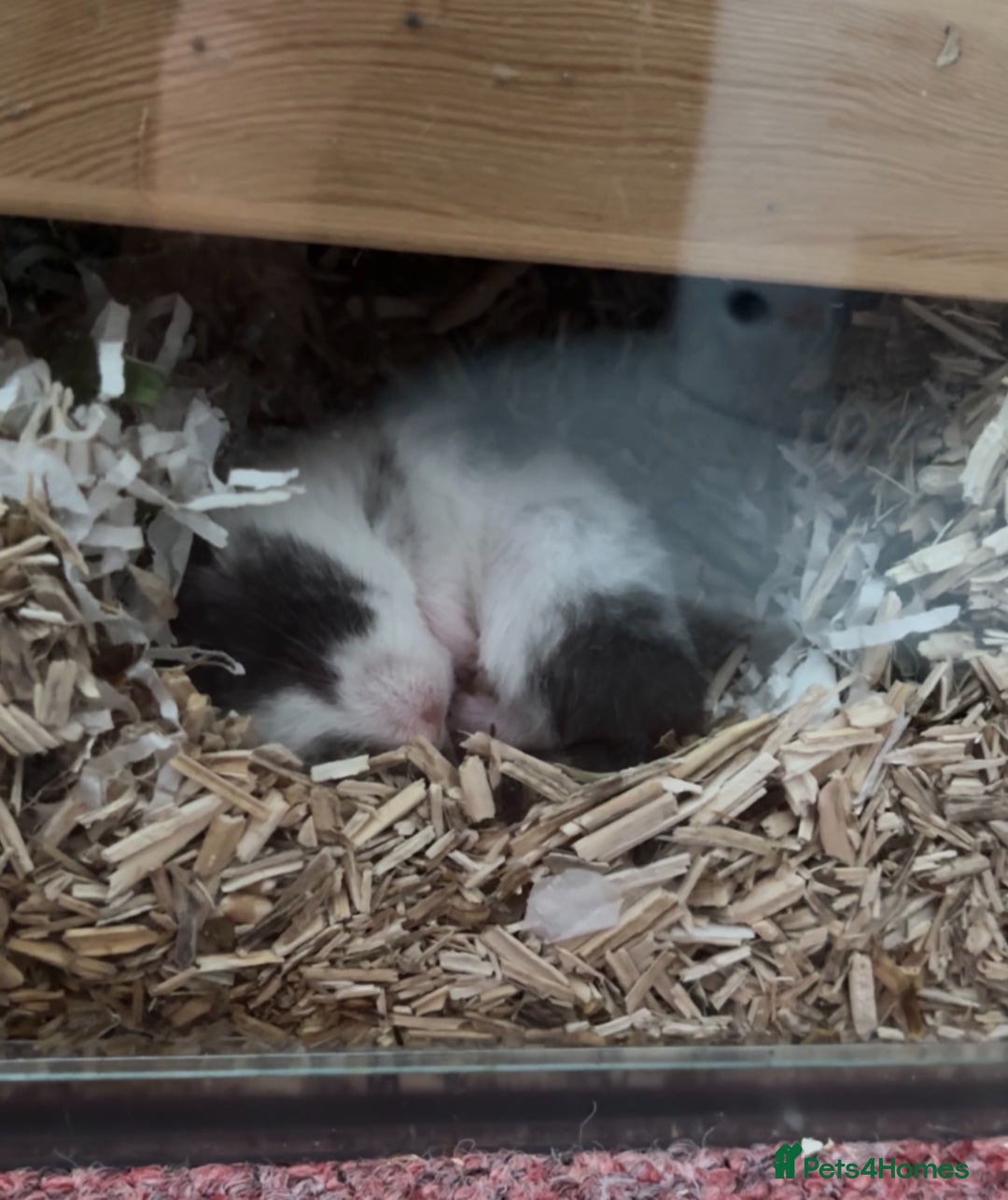 Hamster rodents for sale: Putting out feelers for Willow - Image 4