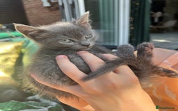 British Shorthair cats for sale: British short hair Mix - Image 8