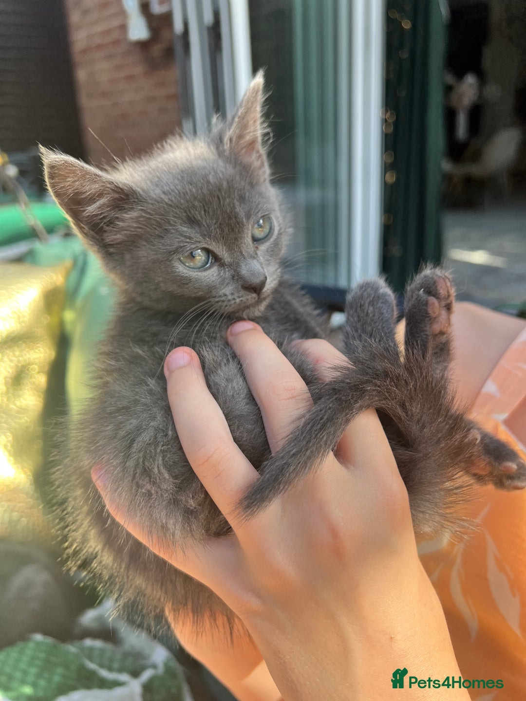 British Shorthair cats for sale: British short hair Mix - Image 8