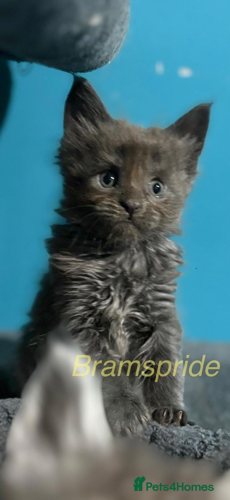 Maine Coon cats Gccf registered Maine coon kittens - Advert 7