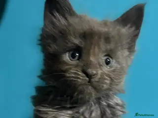 Maine Coon cats Gccf registered Maine coon kittens - Advert 7