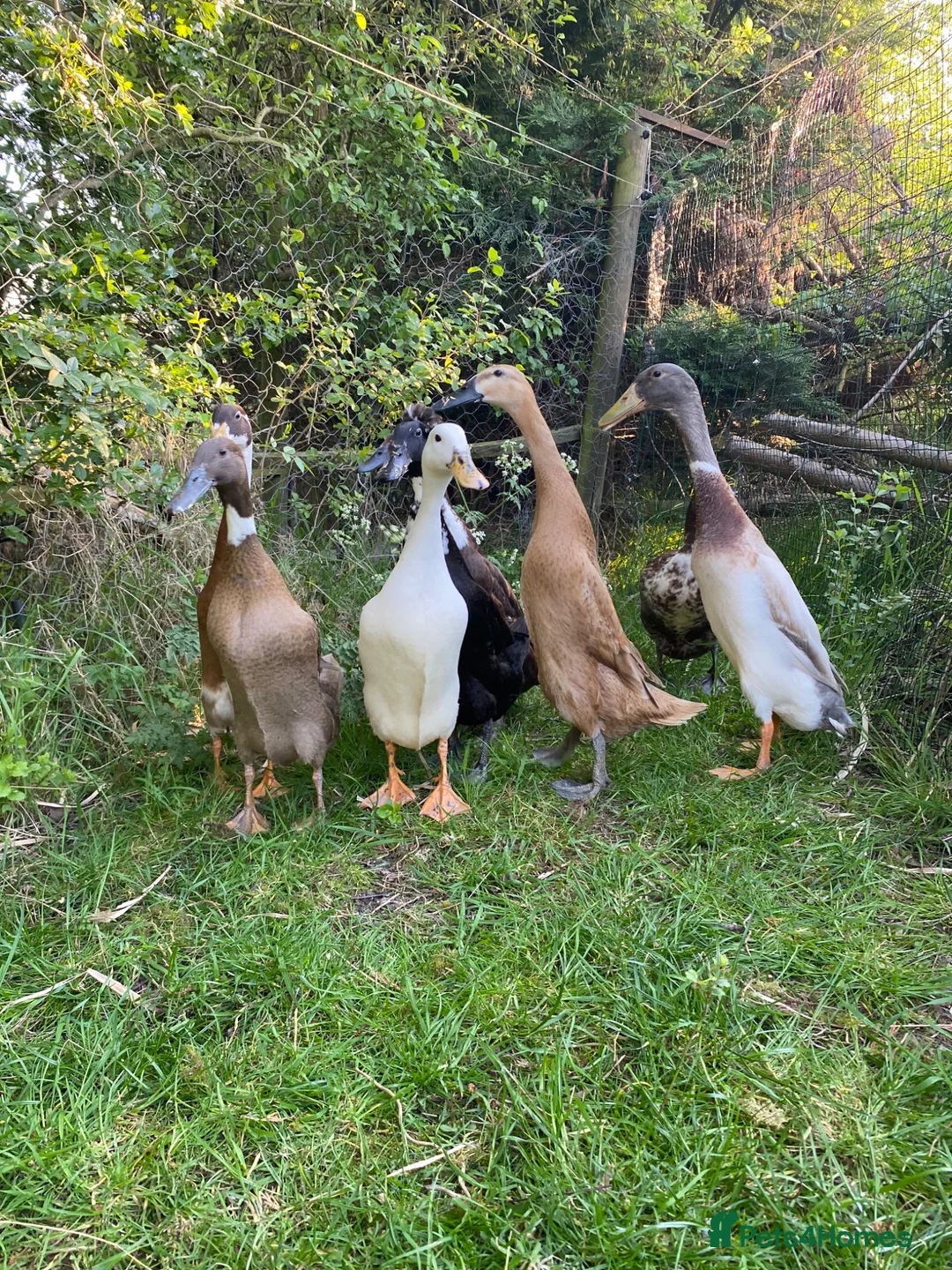 Ducks poultry for sale: Pure Indian Runner Ducklings + Fertile Eggs - Advert 15
