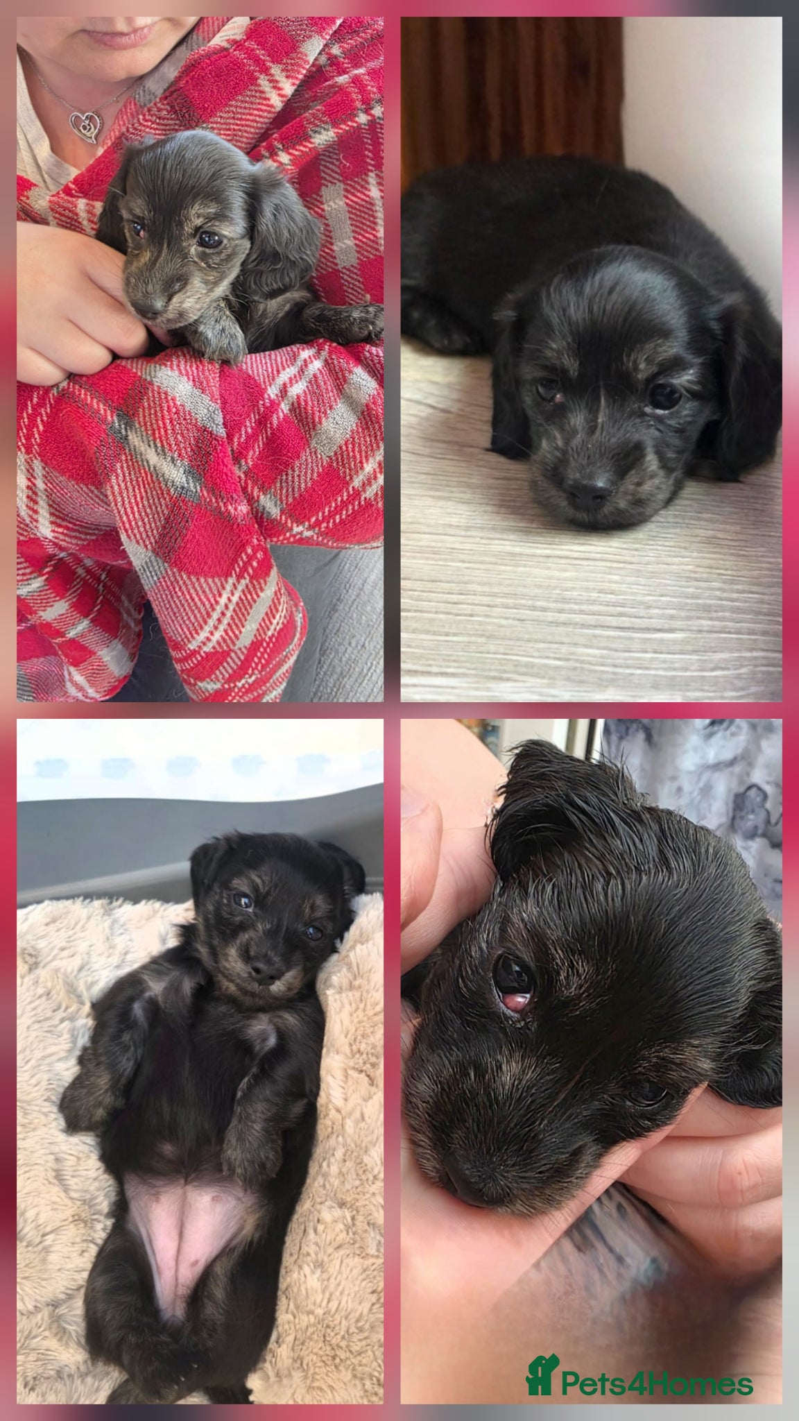 Miniature Dachshund dogs Long haired miniature Dachshund puppies - Advert 15