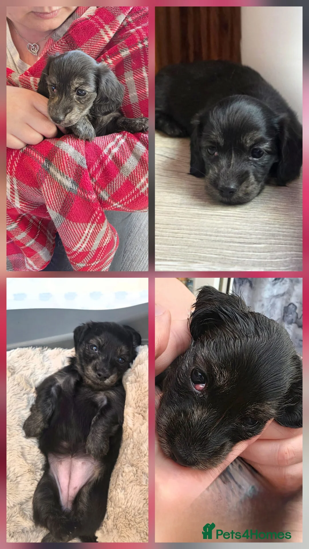 Miniature Dachshund dogs for sale: Long haired miniature Dachshund puppies - Advert 1