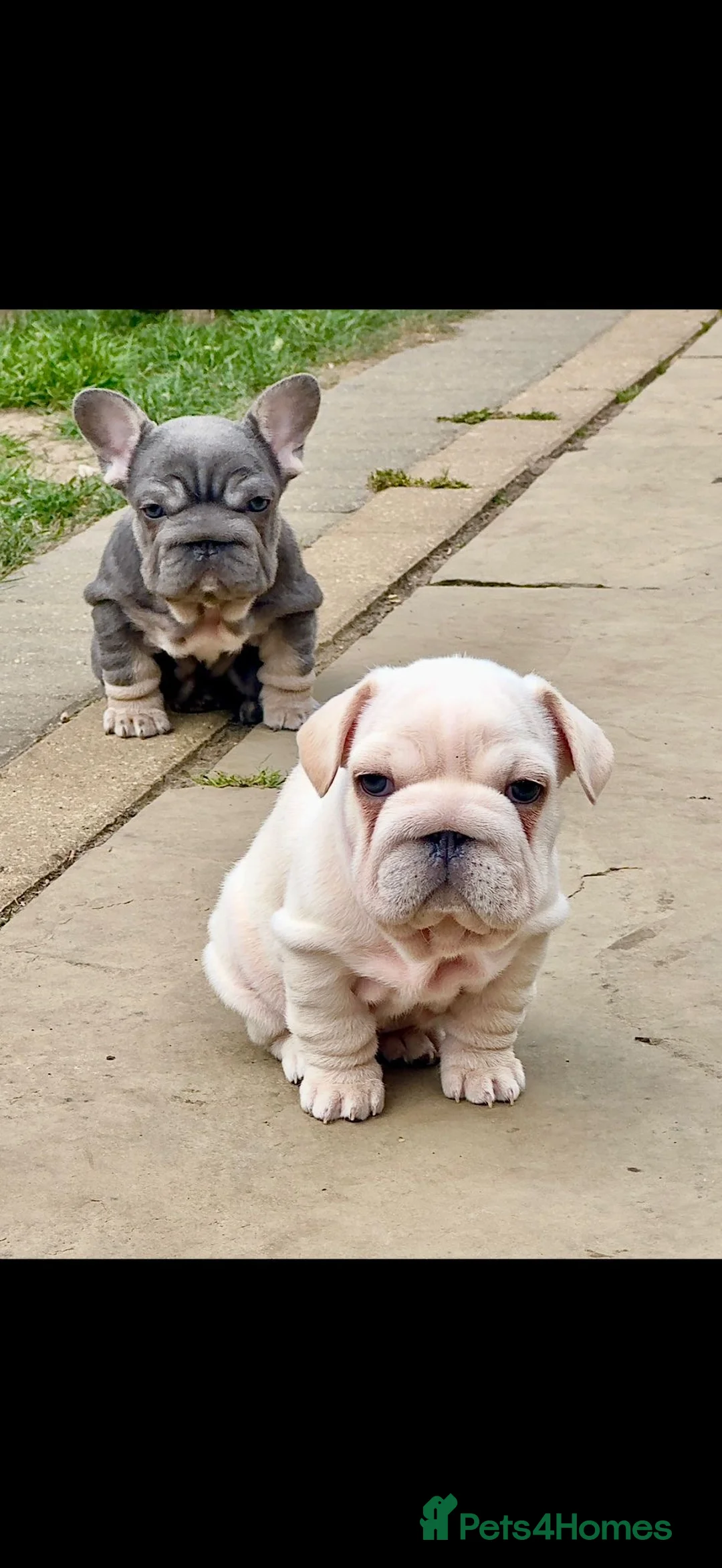 French Bulldog dogs for sale: French bulldog pups  - Advert 2