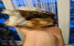 Guinea Pig rodents for sale: Purebred Peruvian baby girl  - Image 8