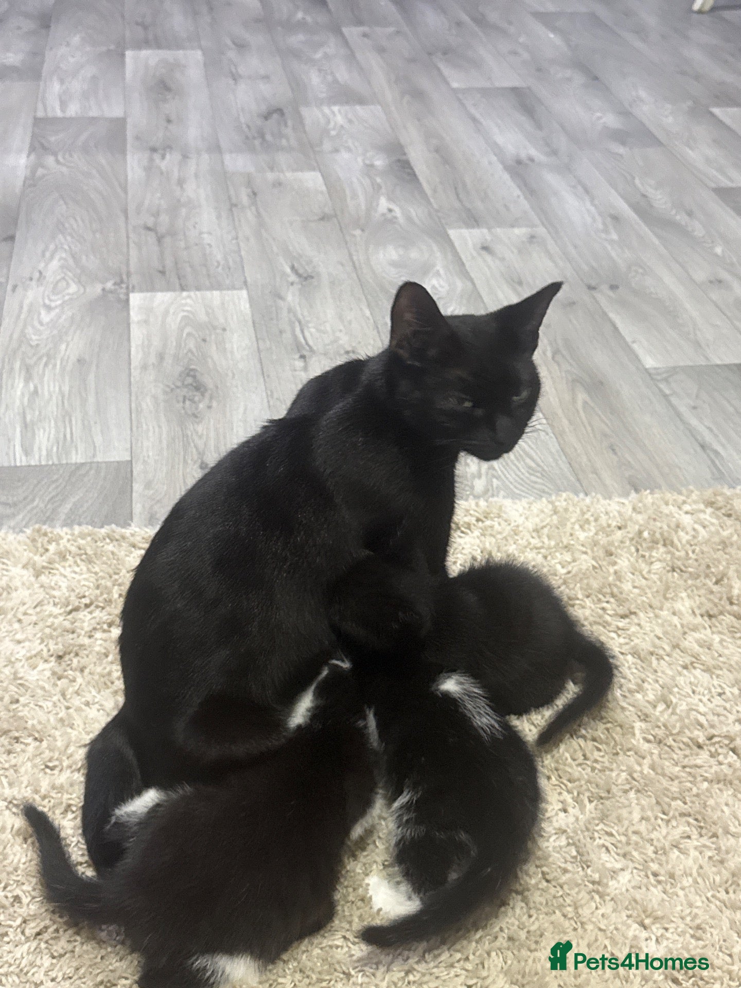 Mixed Breed cats Beautiful kittens - Advert 3