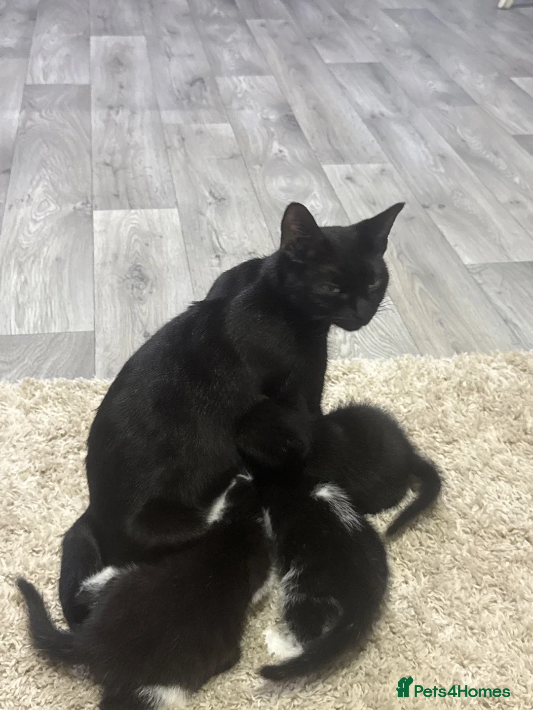 Mixed Breed cats for sale: Beautiful kittens - Advert 1