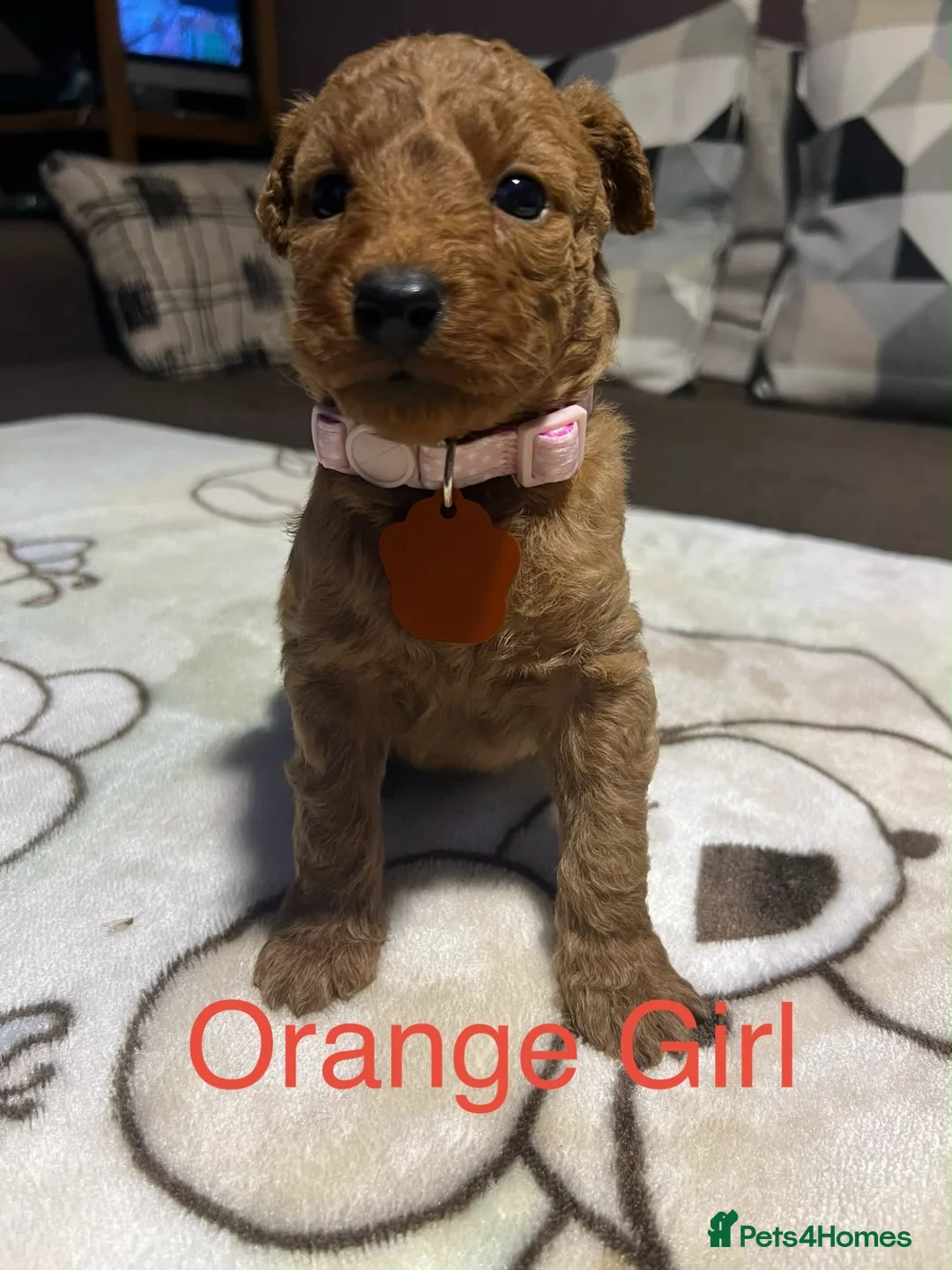 Labradoodle dogs for sale: Labradoodle Fox Red❤️❤️❤️ - Advert 2