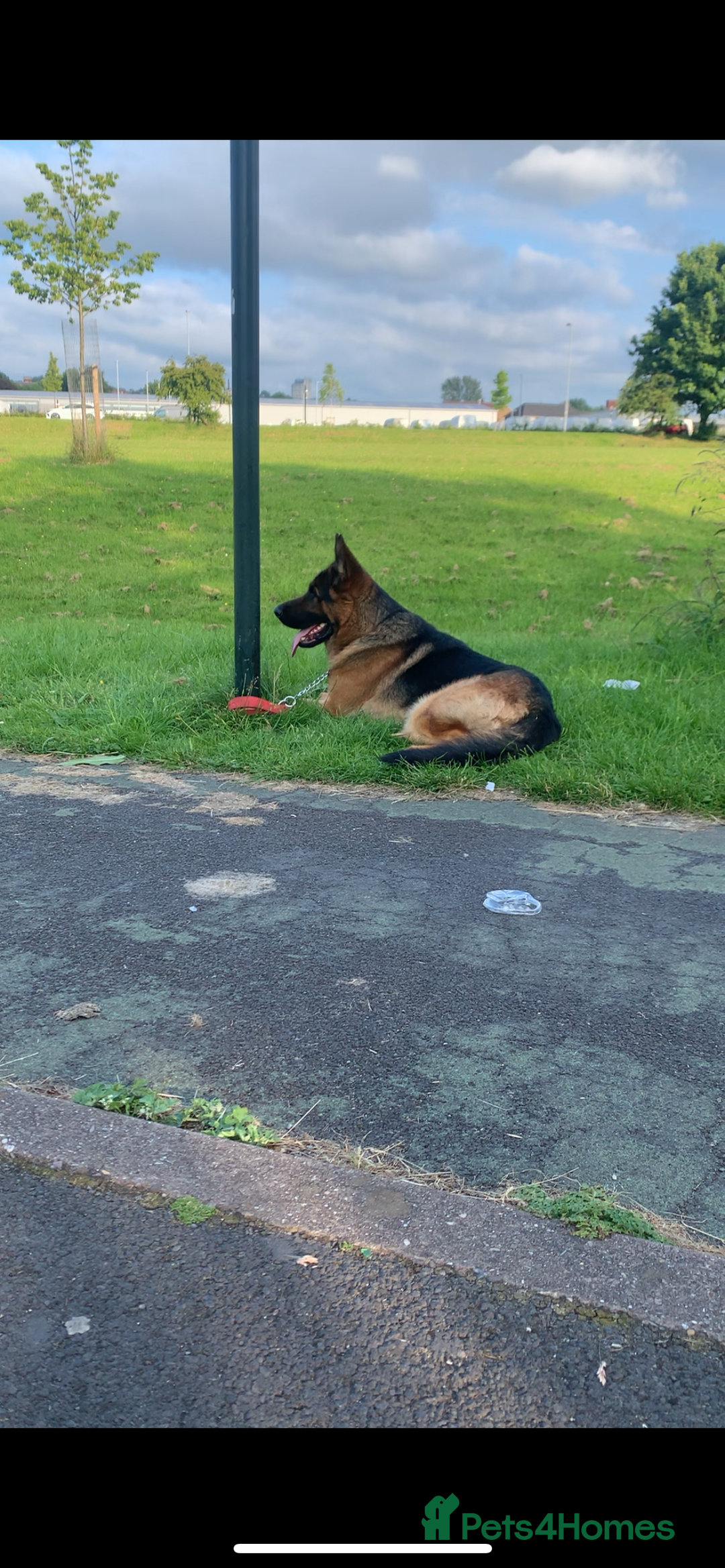 German Shepherd dogs for stud: Kc reg PROVEN Champion bloodline male for stud  in Oldham - Image 3
