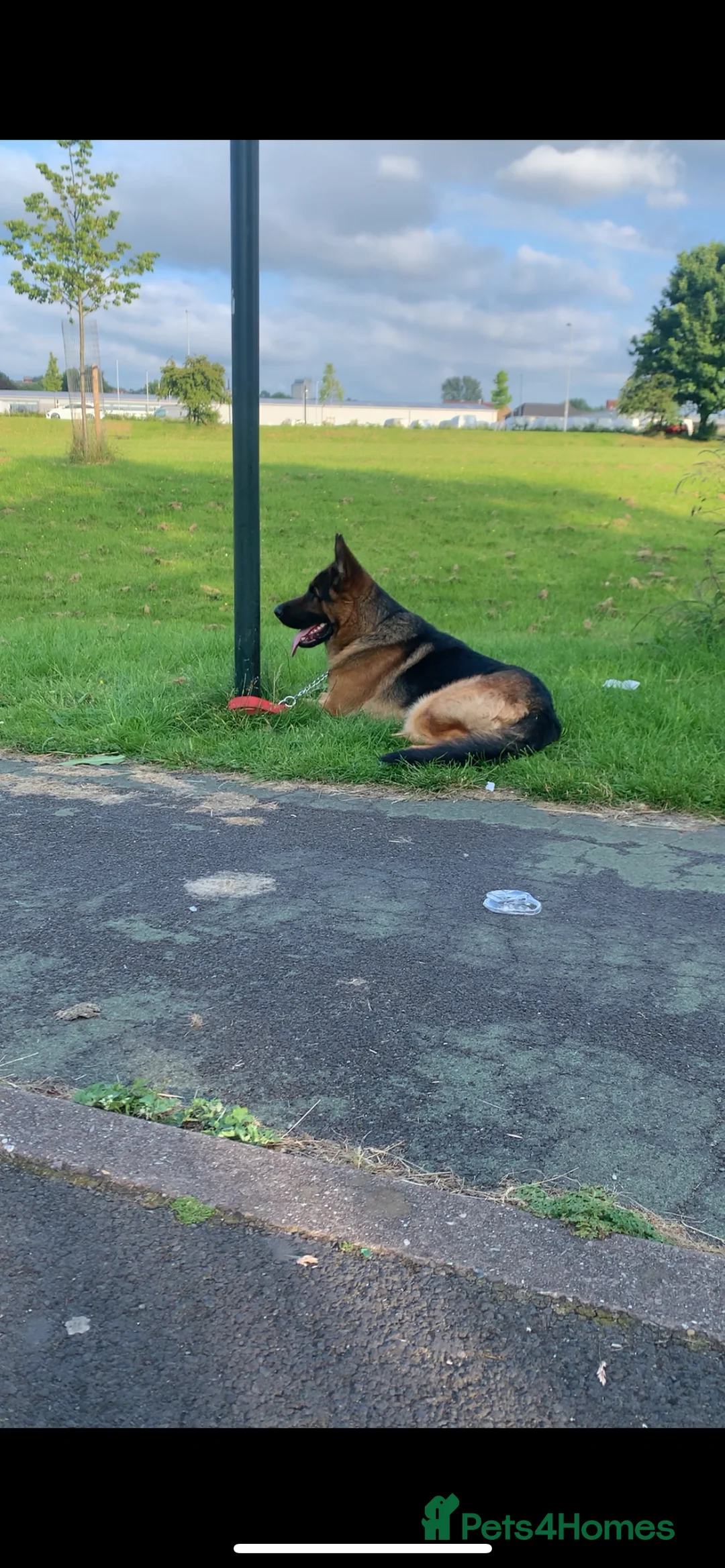 German Shepherd dogs for stud: Kc reg PROVEN Champion bloodline male for stud  in Oldham - Advert 4