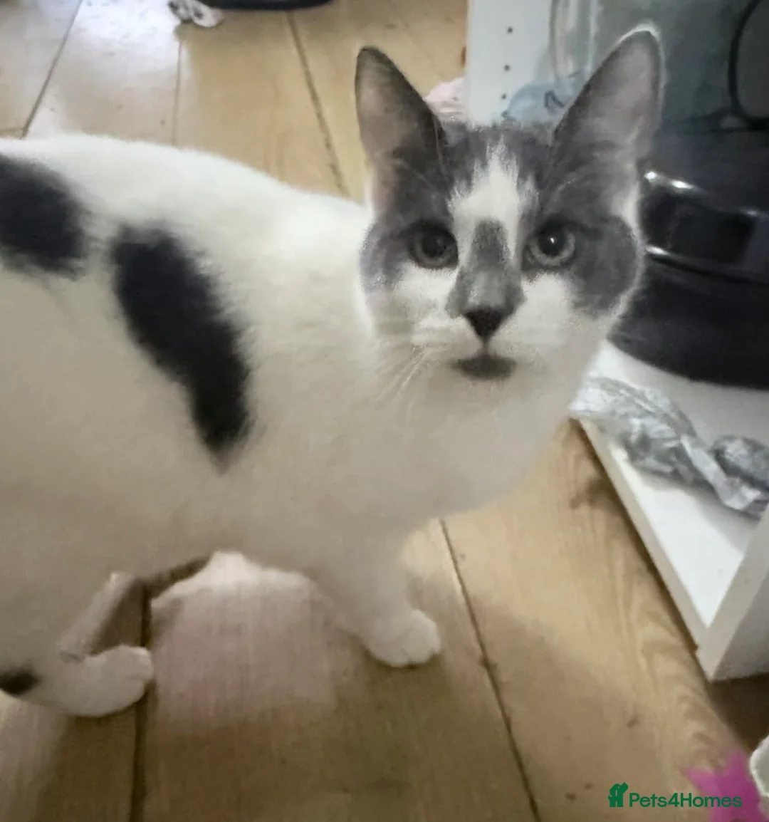 Mixed Breed cats for sale: Male cat - Advert 3