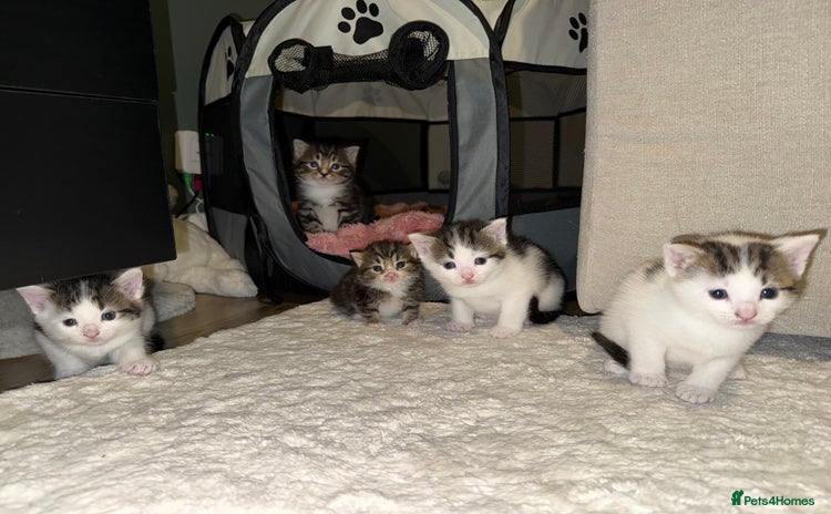 Mixed Breed cats - Advert 9