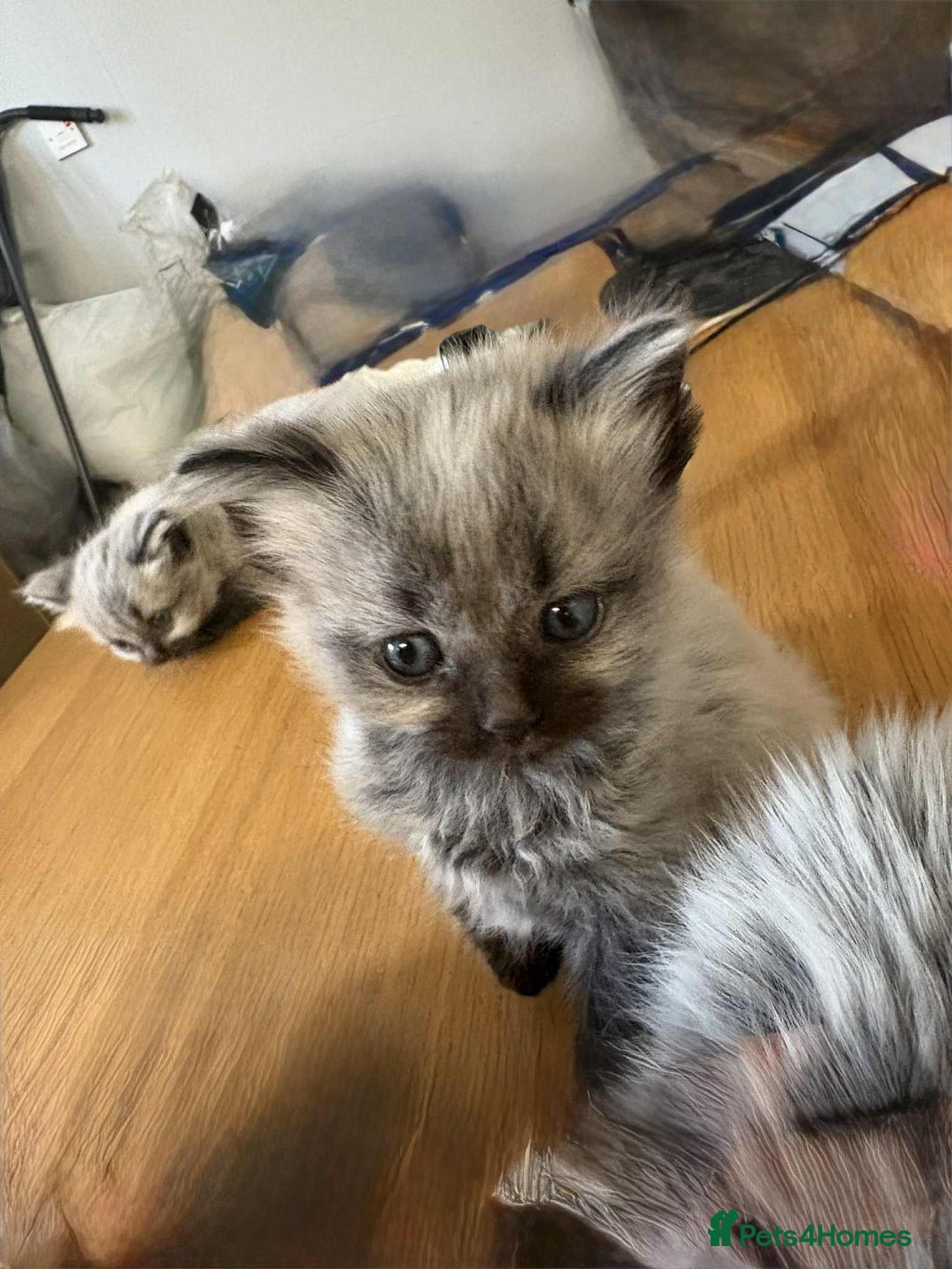 Maine Coon cats for sale: 4 Main Coon cross Ragdoll - Image 10