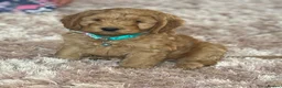 Cockapoo dogs for sale: Beautiful cockapoo puppy’s🩵🩷 - Advert 9