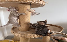 Bengal cats for sale: Pure Bengal Kittens, Ready NOW  - Image 5