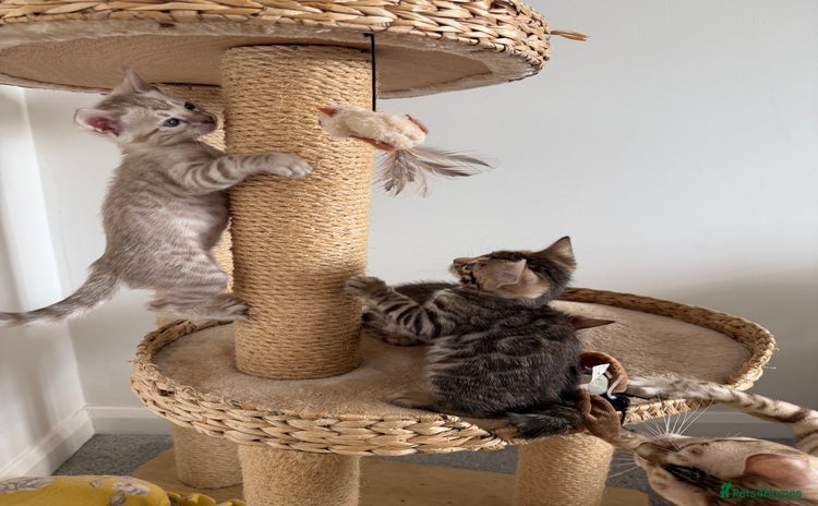 Bengal cats - Advert 3