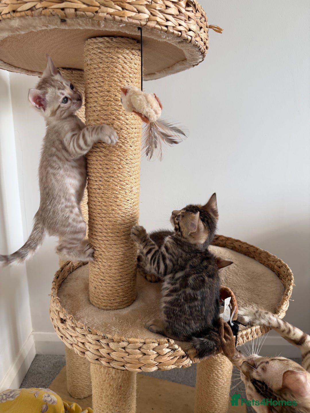 Bengal cats for sale: Pure Bengal Kittens, Ready NOW  - Image 5