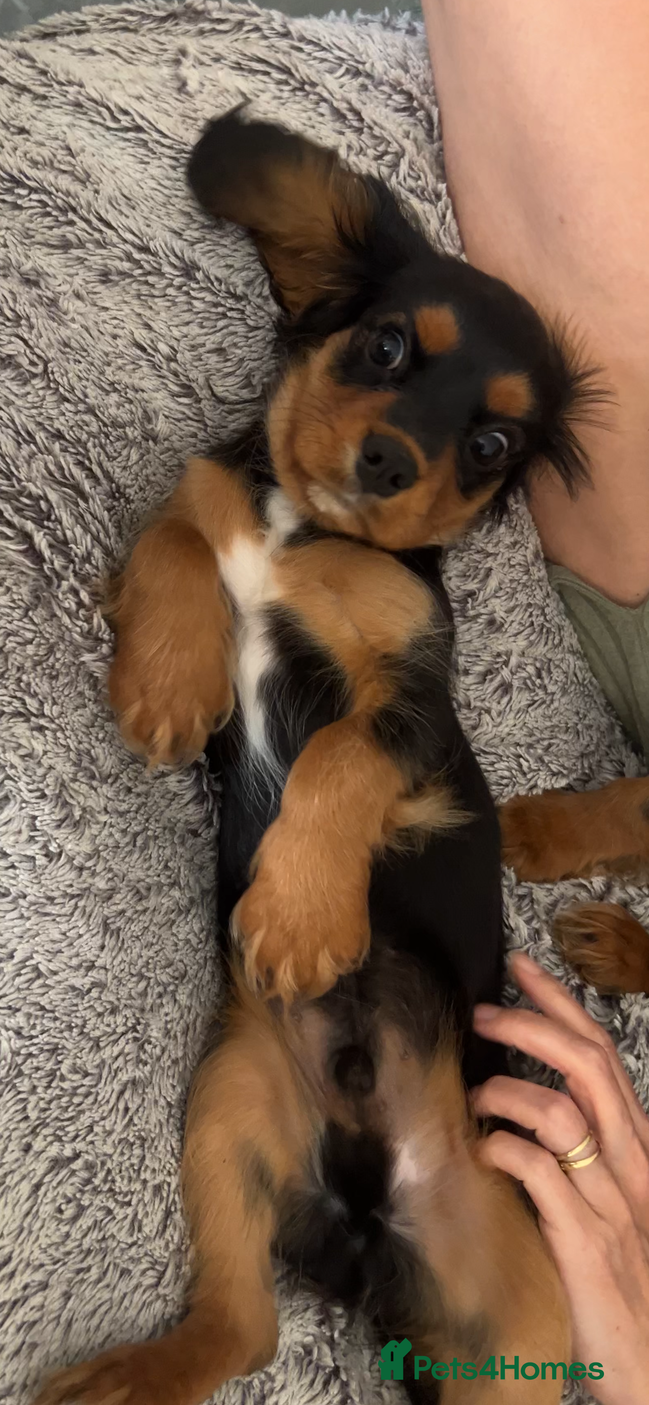 Cavalier King Charles Spaniel dogs beautiful cavalier King Charles puppies  - Advert 2