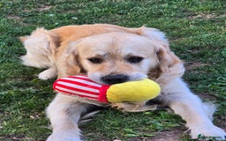 Golden Retriever dogs for sale: 🐾 Golden Retriever Puppies – Ready in December 🐾 - Image 8